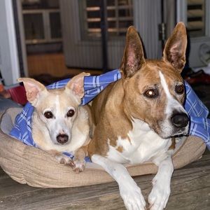 Meet your Posher, Darla